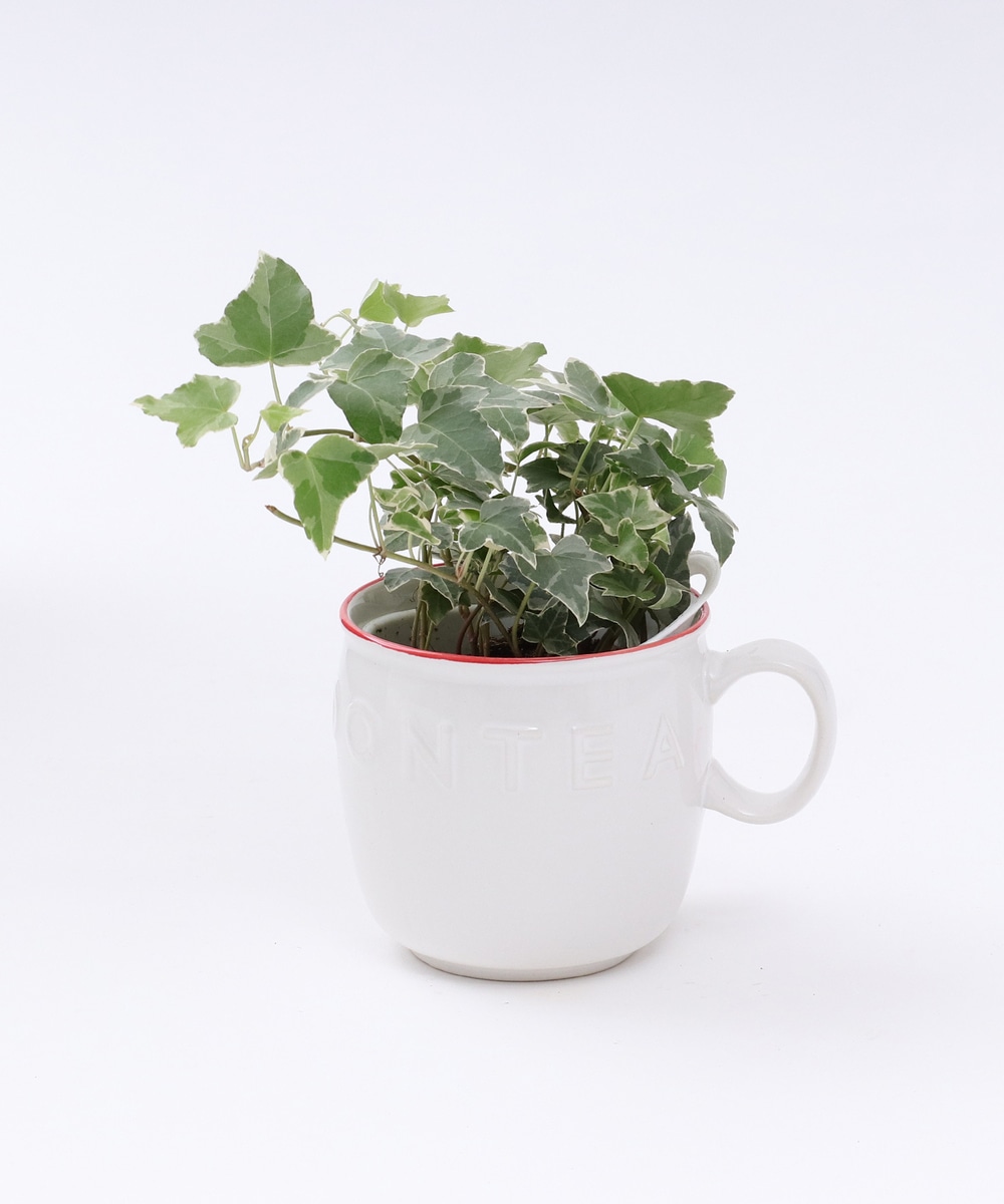 グリーン・観葉植物 ヘデラMIX（ホワイト）/マグカップ