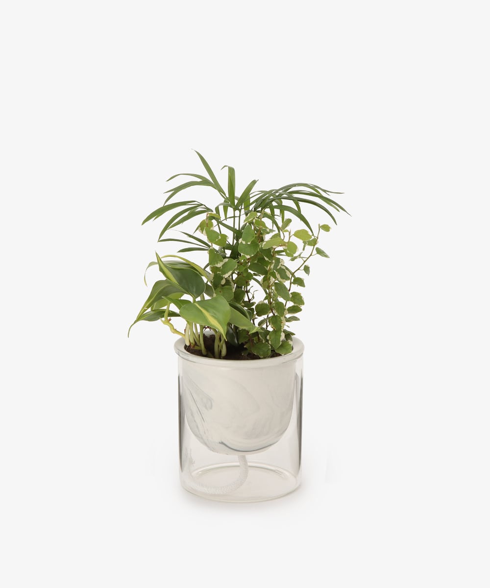 グリーン・観葉植物 テーブルヤシ/イージーポット 底面給水ポット