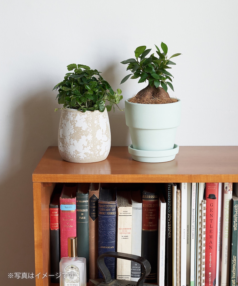 シェフレラ トリネッティー ペイントテラコッタ鉢 グリーン アフタヌーンティー公式通販サイト