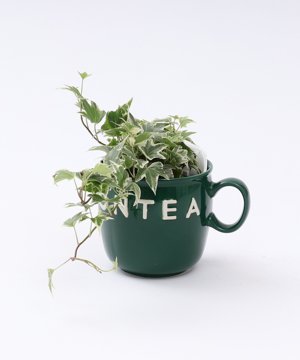 グリーン・観葉植物 ヘデラMIX（ホワイト）/マグカップ