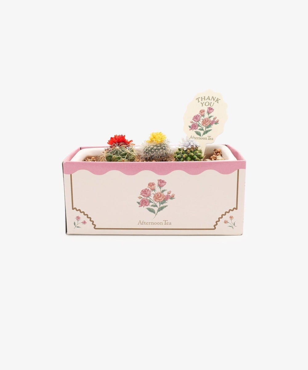 グリーン・観葉植物 花咲きサボテン/母の日