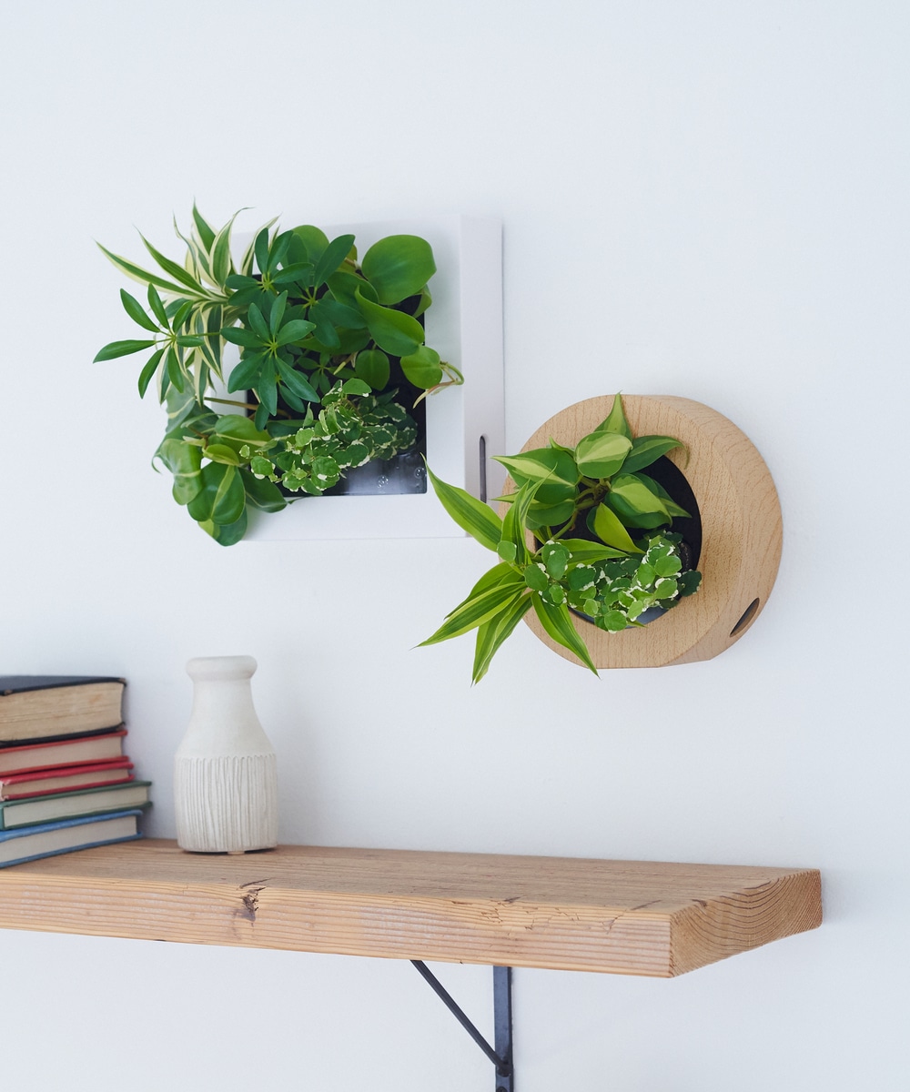 シェフレラ（緑）/スクエア木目調フレーム | アフタヌーンティー公式